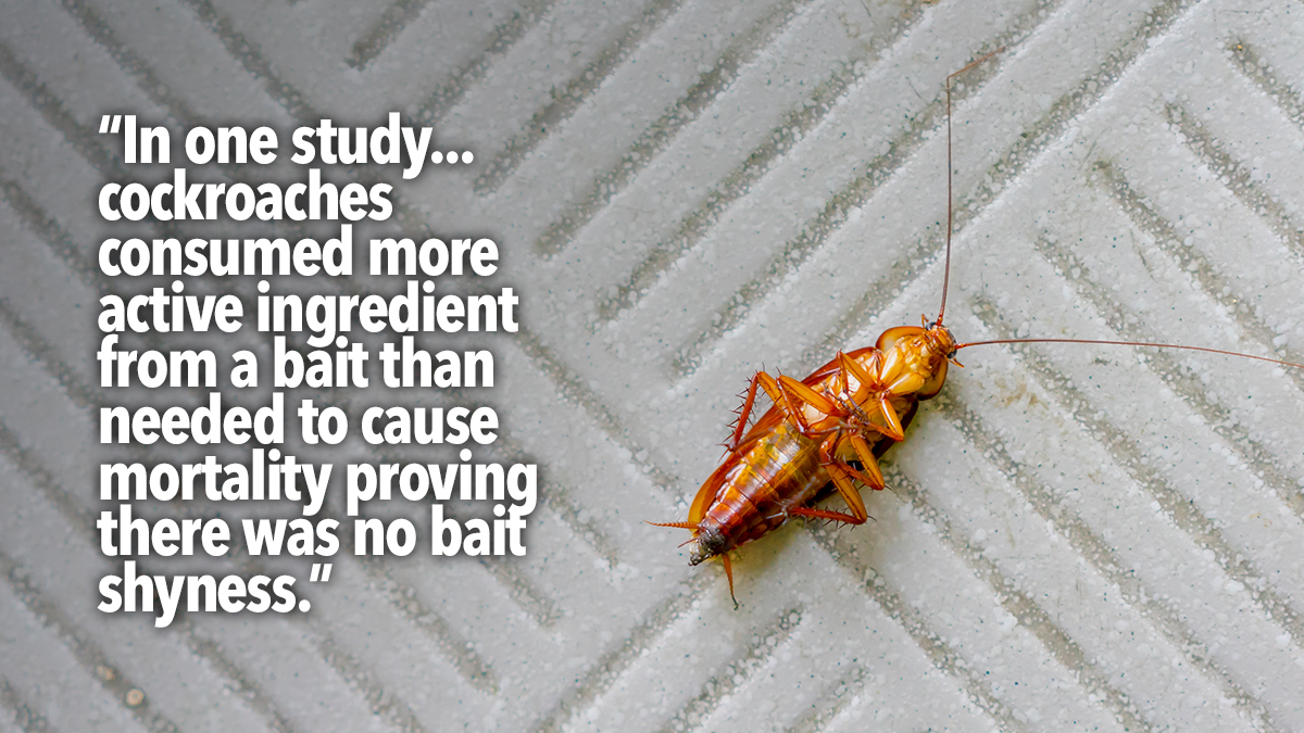 insect baits and baiting partho dhang 4 insect baits and baiting partho dhang 4